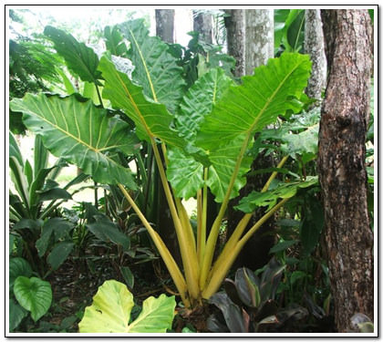 alocasia lutea macrorrhiza yellow foliera stem supporting inflorescence stalk rich shows off